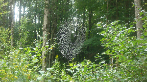 HUGE SPIDER WEB